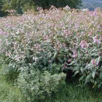 Himalayan Balsam